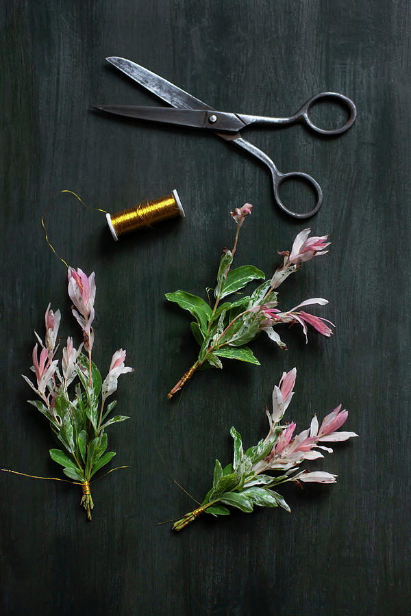 Tying A Posy Of Dappled Willow Branches With Pink Variegated Leaves Photograph by Alicja Koll