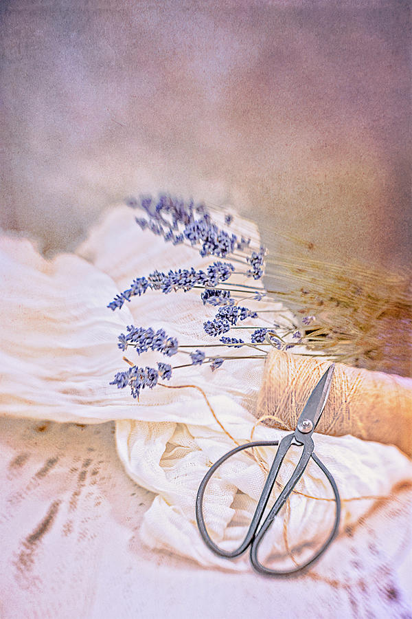 Tying Bundles of Lavender Photograph by Jennifer Grossnickle