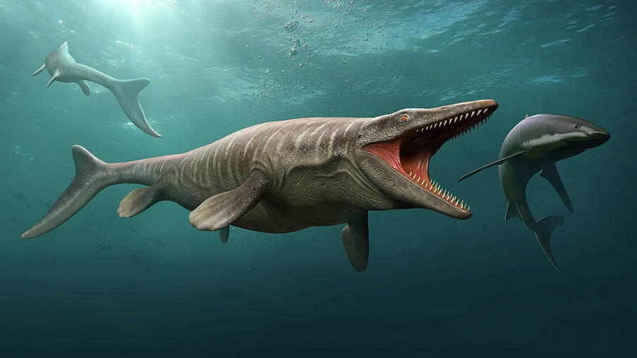 Tylosaurus Hunting A Shark Photograph by Mohamad Haghani - Fine Art America