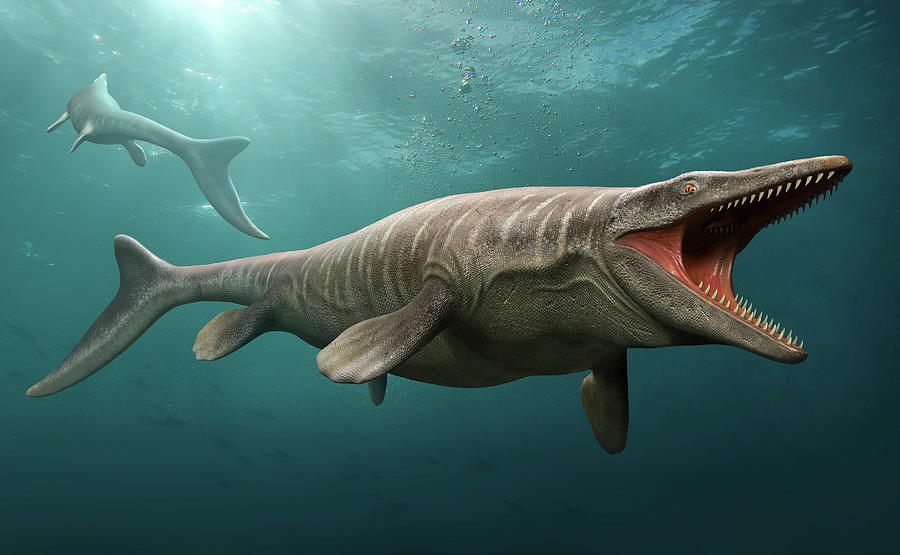 Tylosaurus Swimming, A Large Predatory Photograph by Mohamad Haghani ...