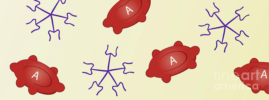 Type A Blood Photograph by Jeanette Engqvist/science Photo Library | Pixels