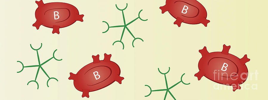 Type B Blood Photograph By Jeanette Engqvist/science Photo Library | Pixels