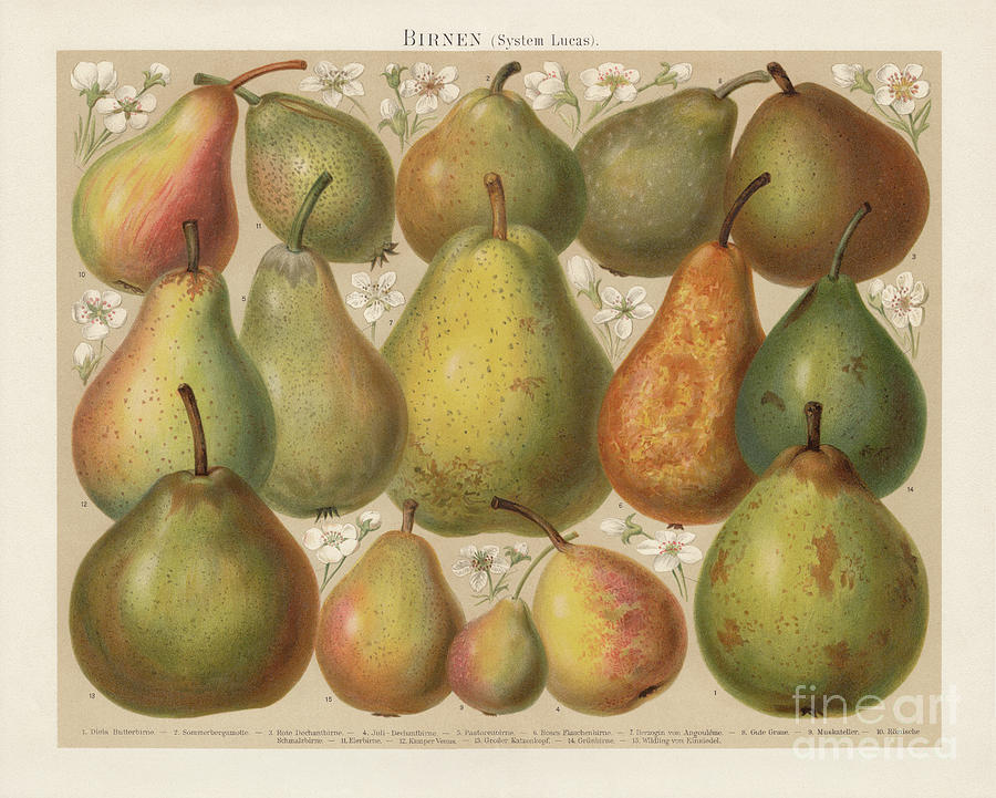 Types Of Fruit Pears System Lucas Digital Art by Zu 09
