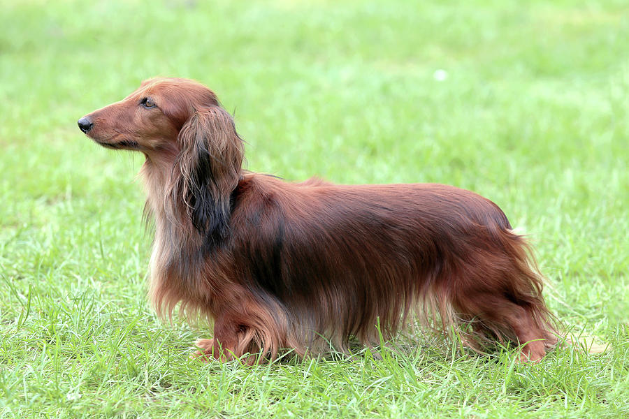 standard red dachshund