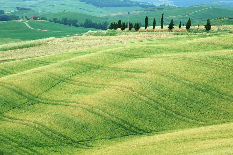 Typical Rolling Landscape In Tuscany Photograph by Matteo Colombo