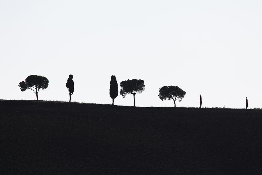 Typical Trees In Tuscany Photograph by Martial Colomb