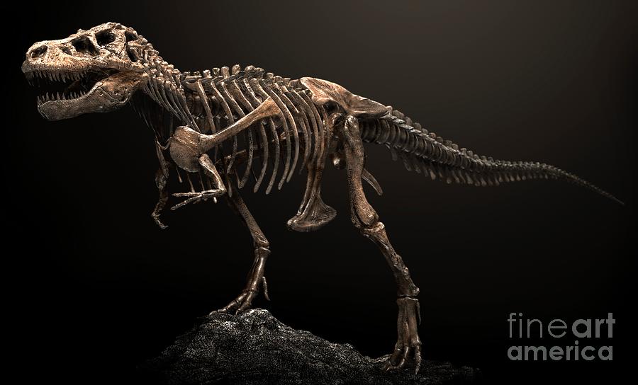 tyrannosaurus skeleton for sale