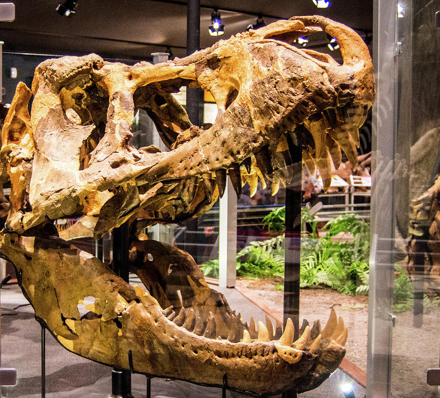 Tyrannosaurus Fossil Photograph by Mike Wheeler - Fine Art America