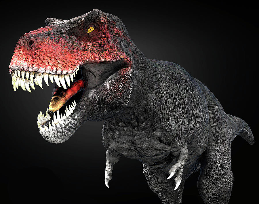 Tyrannosaurus Rex Dinosaur, Close-up Photograph by Robert Fabiani