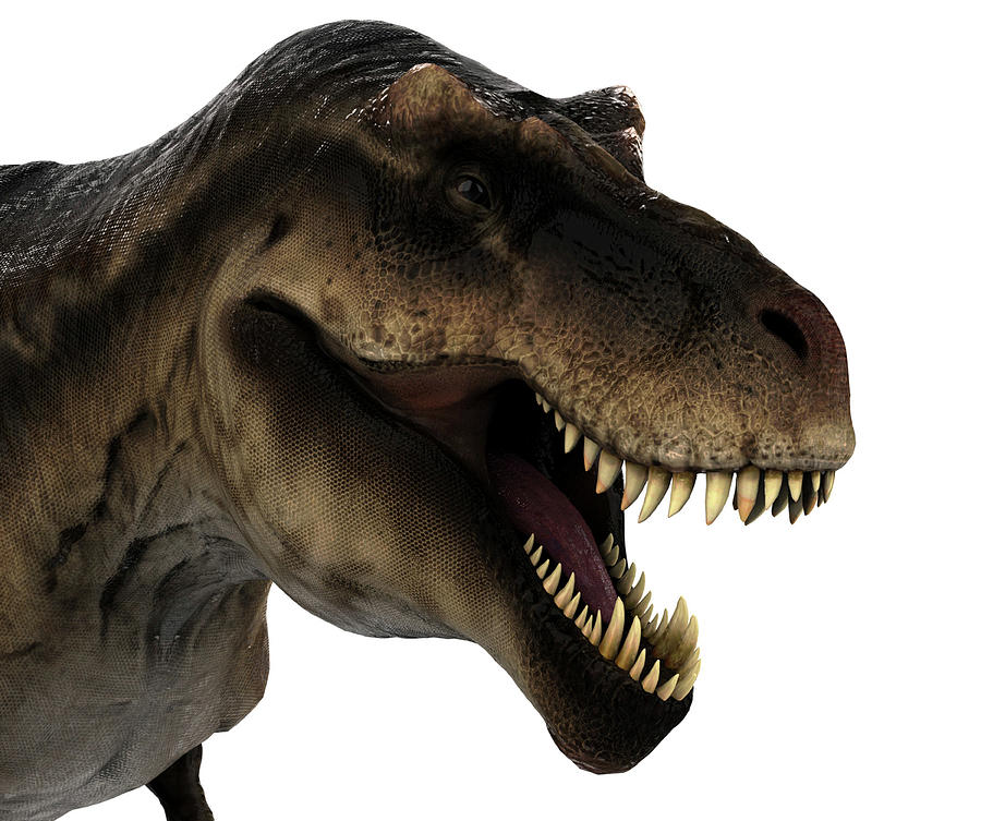Tyrannosaurus Rex Dinosaur Portrait Photograph by Robert Fabiani