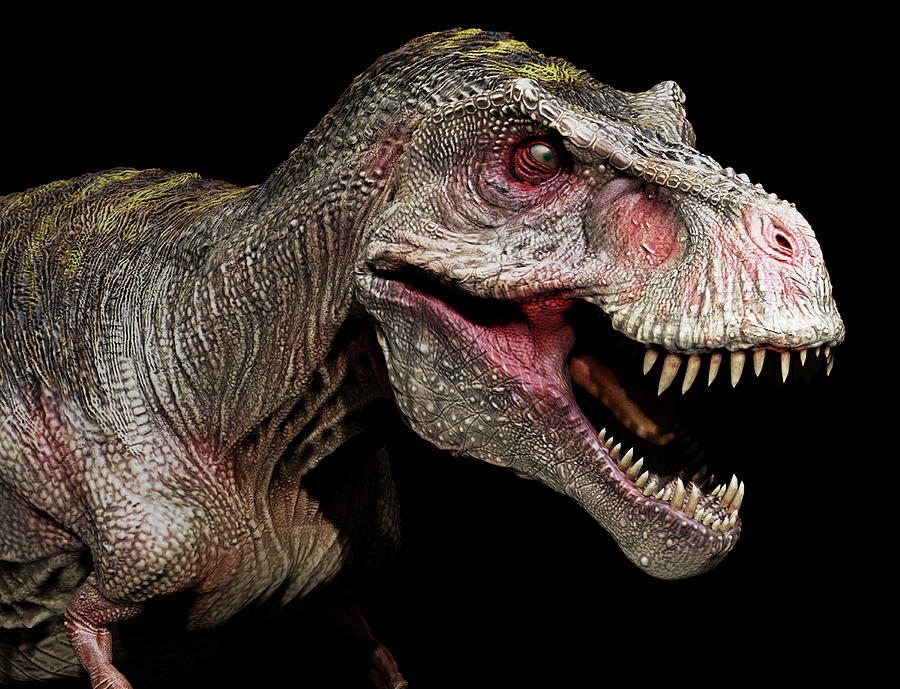 Tyrannosaurus Rex Dinosaur portrait Photograph by Robert Fabiani