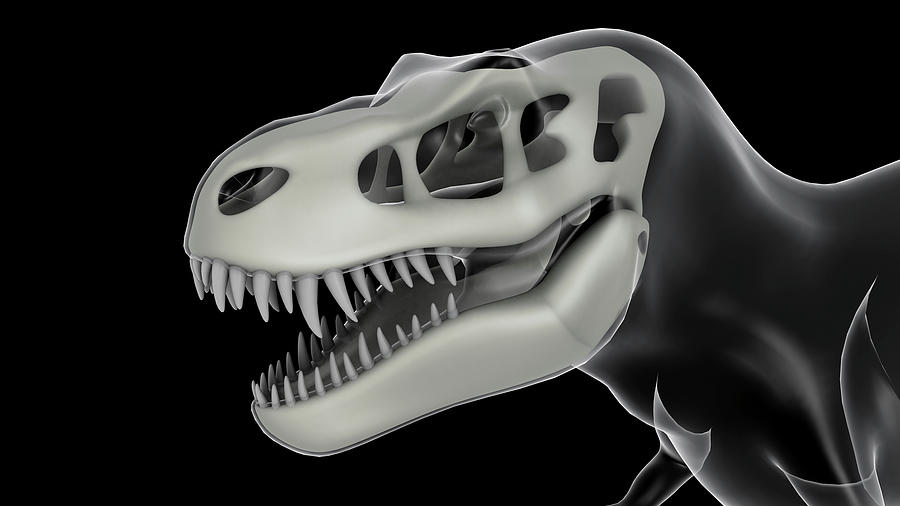 x ray dinosaur toy