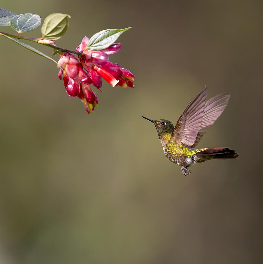 Hummingbird Photograph - Tyrian Metaltail by Eugene Zhu