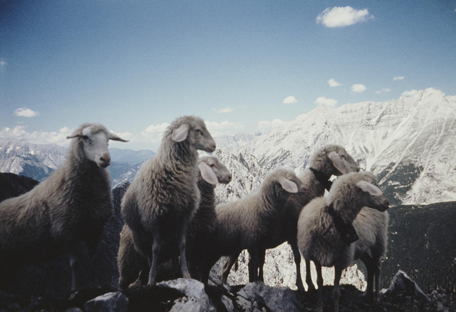 Tyrolean Sheep Photograph by Archive Photos