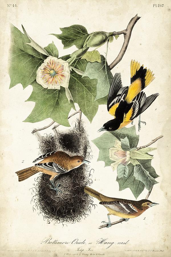 Animal Painting - Ua Ch Baltimore Oriole by John James Audubon