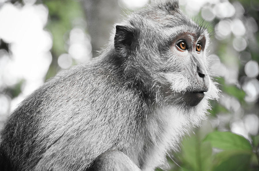 Ubud Monkey From Monkey Forest Photograph by Volanthevist