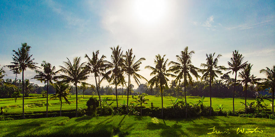 Landscape Photograph - Ubud Sunrise by Travis Wooten
