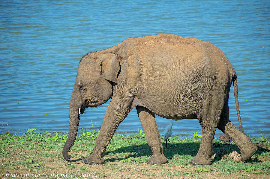 Udawalawe National Park Photograph By Praveen Aponso