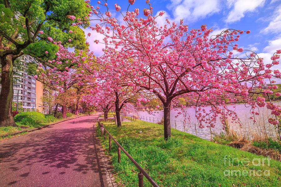Ueno Park pink sakura Photograph by Benny Marty
