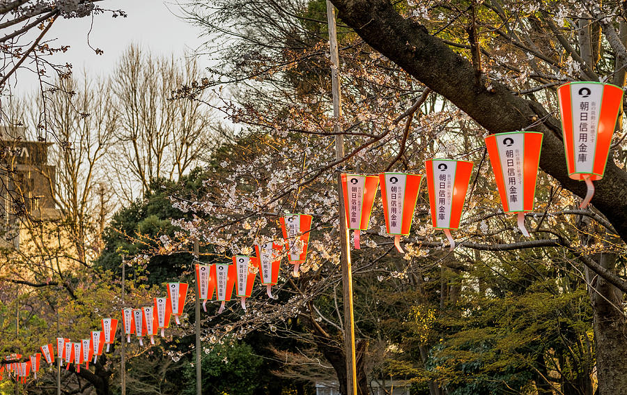String Photograph - Ueno Sakura Matsuri by David L Moore String Photograph - Ueno Sakura Matsuri by David L Moore