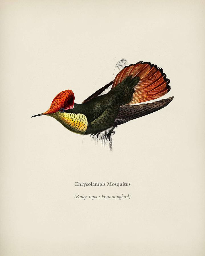 ufted Coquette  Lophornis Ornatus illustrated by Charles Dessalines D Orbigny  1806 1876  Painting by Celestial Images