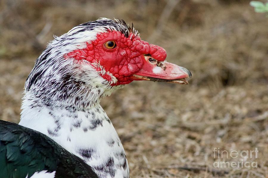 Ugly Duck Photograph by Terri Vincent - Pixels
