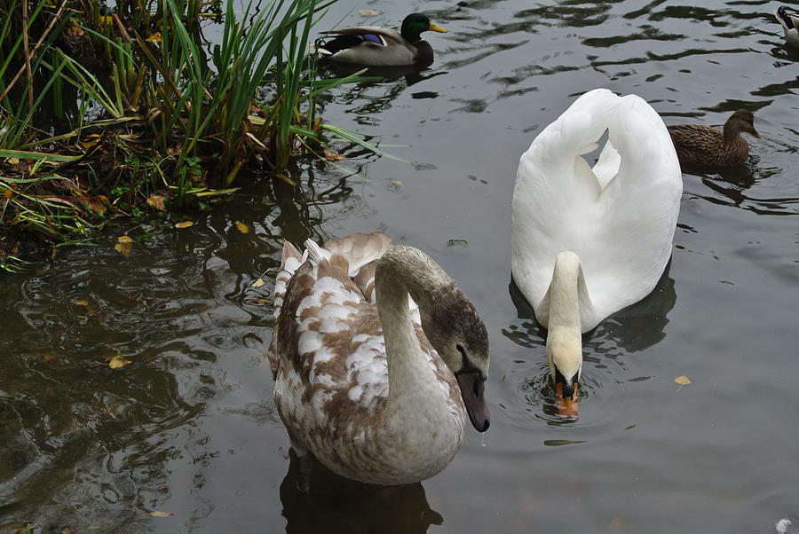 Ugly Duckling And Beautiful Swan Photograph By Lynne Iddon - Pixels