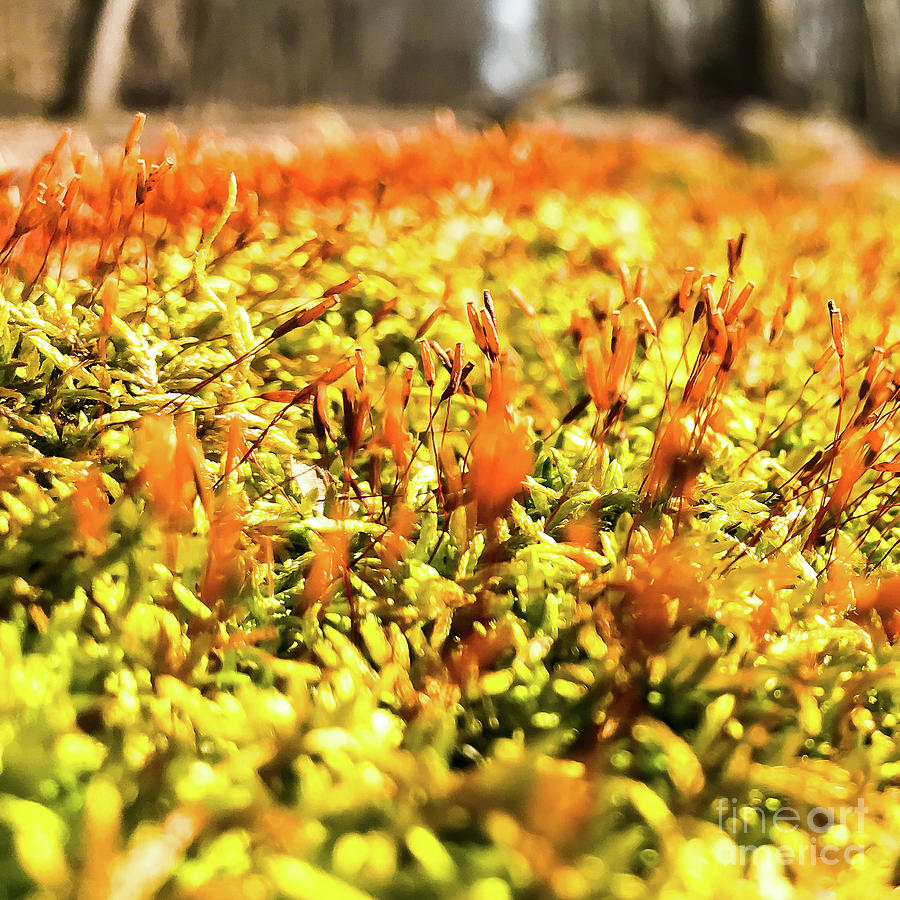Orange Moss 2 Photograph by Atousa Raissyan
