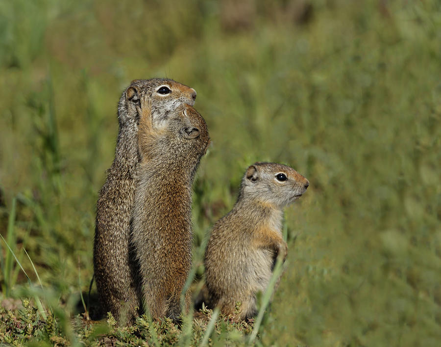 Uinta Ground Squirrel Baby Kisses Mom Ynp Photograph by Galloimages ...