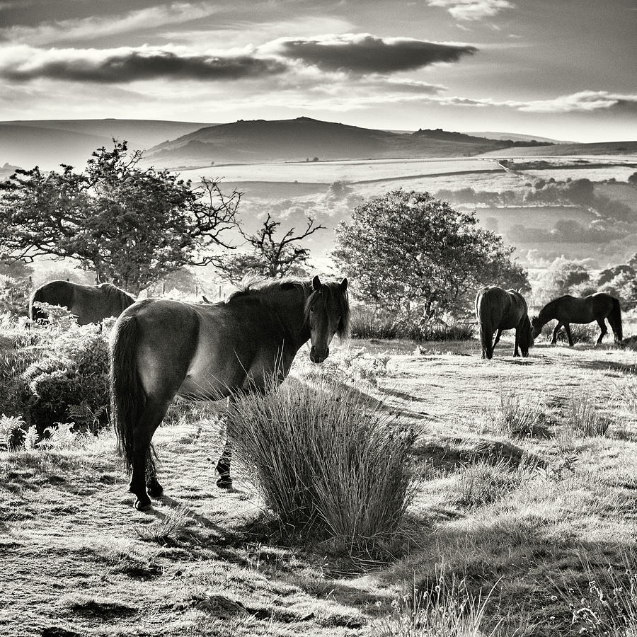 Uk, England, Horses Grazing Digital Art by Arcangelo Piai