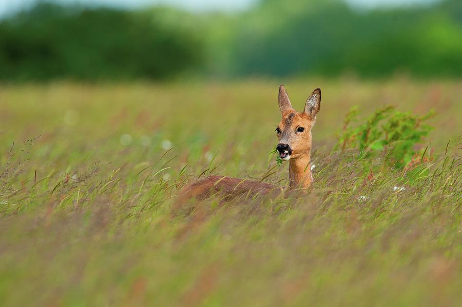 Wildlife Photograph - Uk, England, Norfolk, Breckland, Roe by Mike Powles