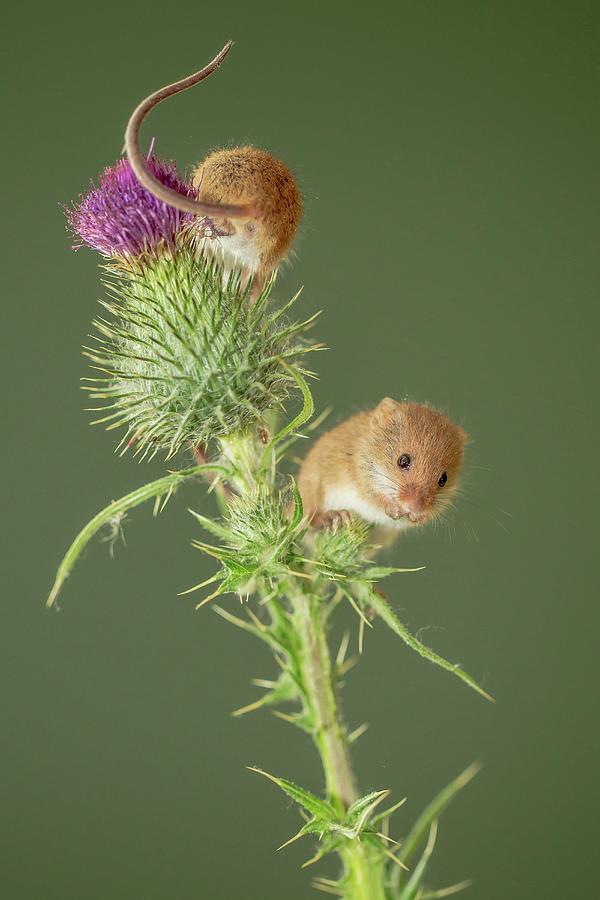 Uk, Norfolk, Harvest Mouse (micromys Photograph by Sarah Darnell - Fine
