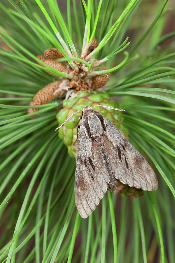 Uk, Norfolk, Pine Hawkmoth (hyloicus Photograph by Mike Powles