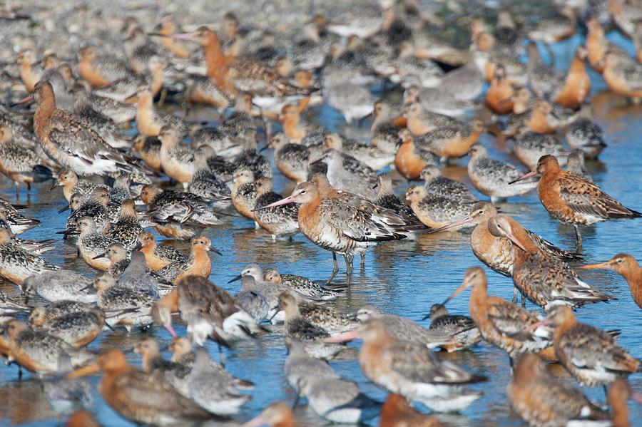 Uk, Norfolk, Snettisham, Black Tailed Photograph by Mike Powles - Fine ...