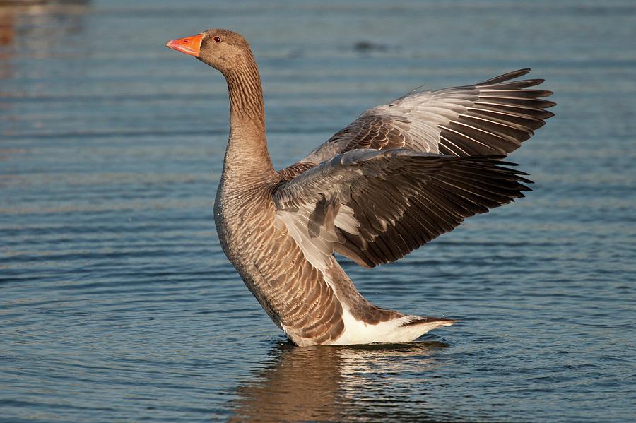 Uk, Norfolk, Snettisham, Rspb Reserve Photograph by Mike Powles - Fine ...