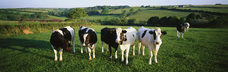 Uk, North Devon, Cows In Field Photograph by Peter Adams