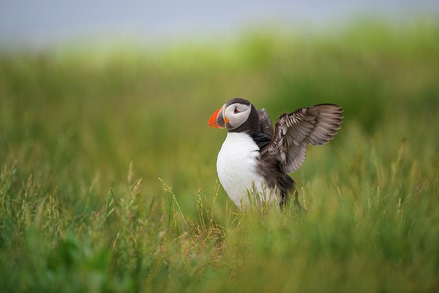 Nature Photograph - Uk, Northumberland, Farne Islands by Mike Powles