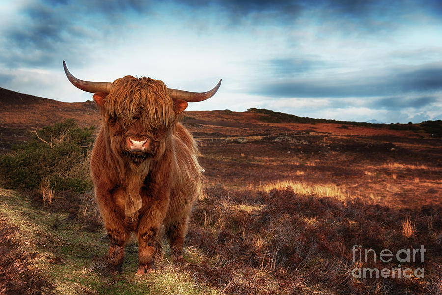 Uk, Scotland, Highland Cattle, Wester Photograph by Westend61