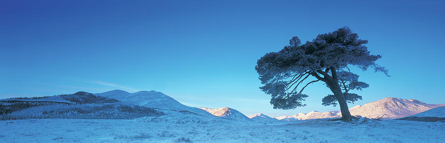 Uk, Scotland, Rannoch Moor, Tree And Photograph by Peter Adams
