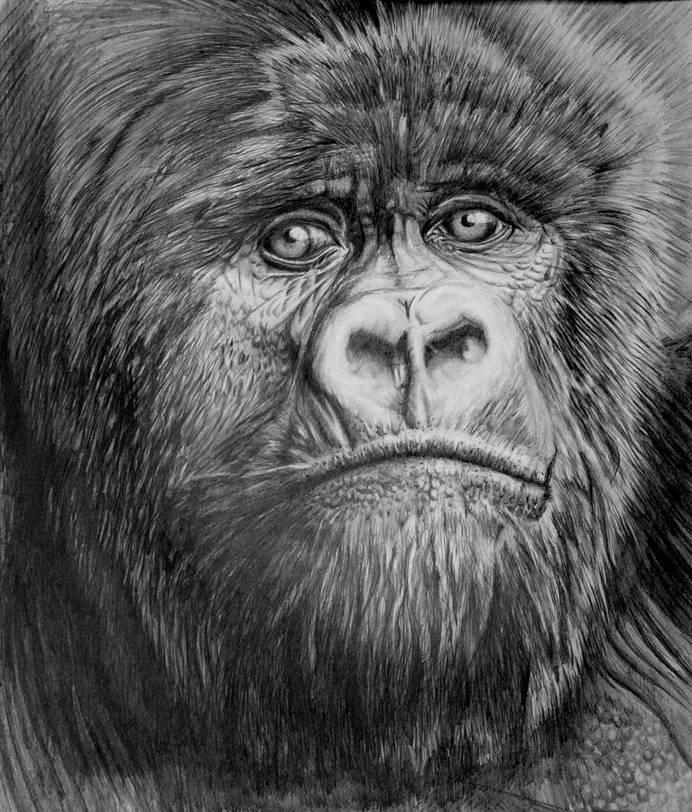 Gorilla Painting - Uku by Martin Nasim