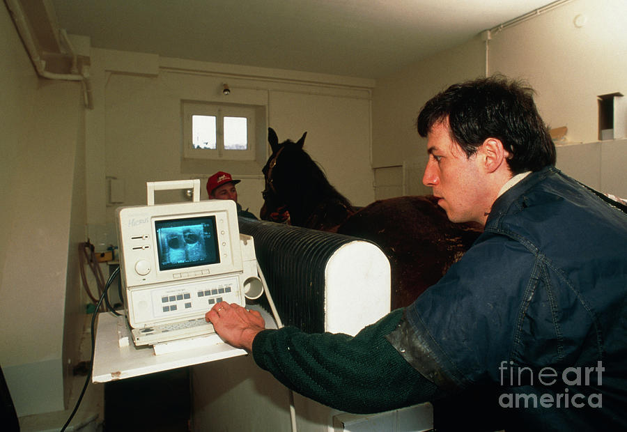 Ultrasound Scanning Of Pregnant Mares Abdomen Photograph by Pascal Goetgheluck/science Photo Library