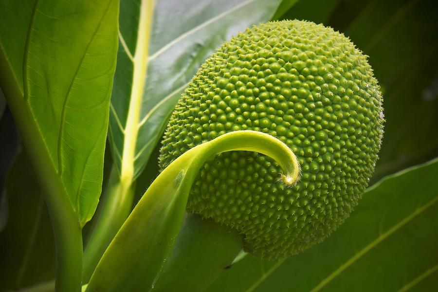 Ulu Fruit Photograph
