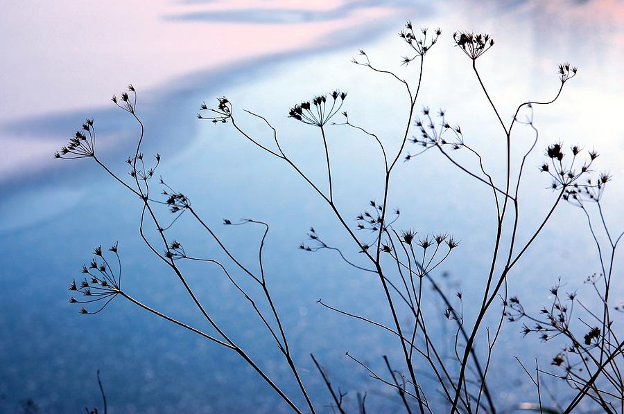 Umbelliferae Silhouettes In Front Of Photograph by Photo Marylise Doctrinal