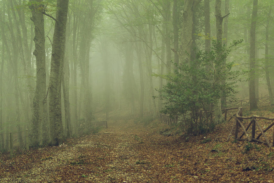 Umbra Forest Italy Photograph by Pablo Garcia