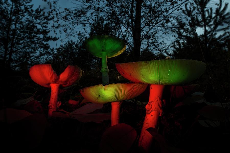 Mushroom Photograph - Umbrella Mushrooms Glowing At Night In The Mixed Forest From A Low Angle Perspective, Germany, Brandenburg, Spreewald by Martin Siering Photography