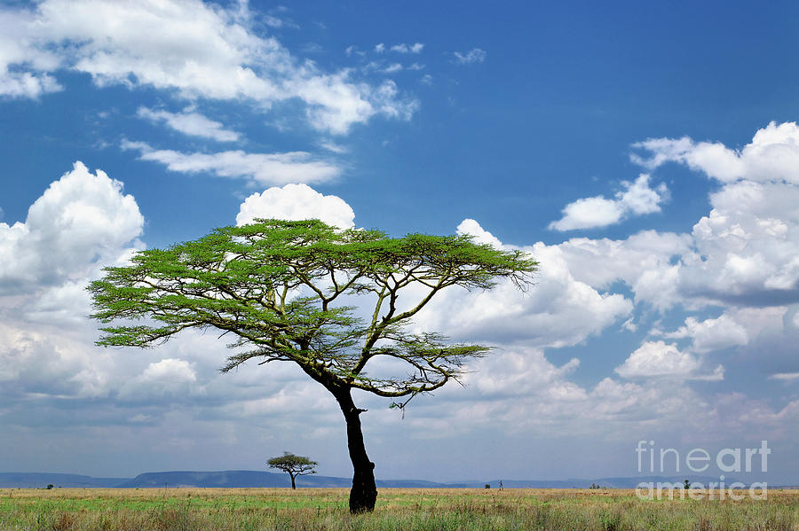 Umbrella Thorn Acacia On Serengeti Photograph by Adam Jones