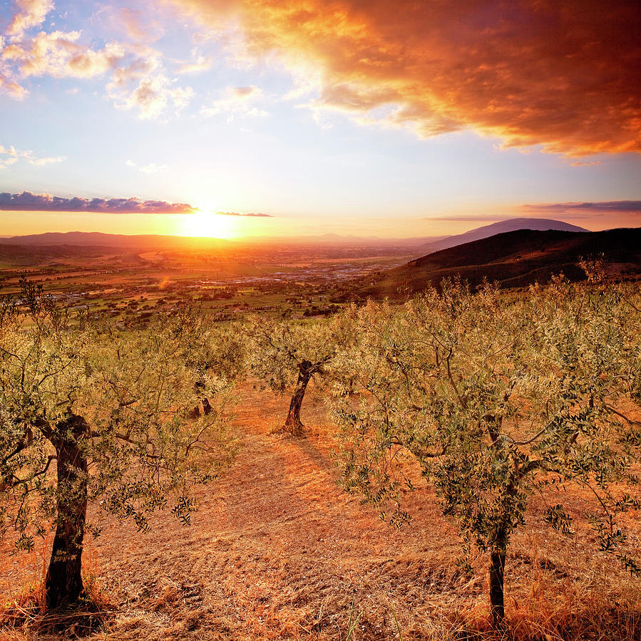 Sunset Digital Art - Umbria, Awesome Sunset Over Olive Grove by Pietro Canali