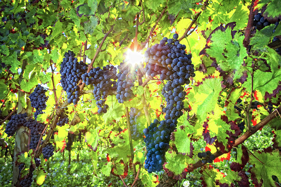 Umbria, Grape Harvest, Italy Digital Art by Maurizio Rellini