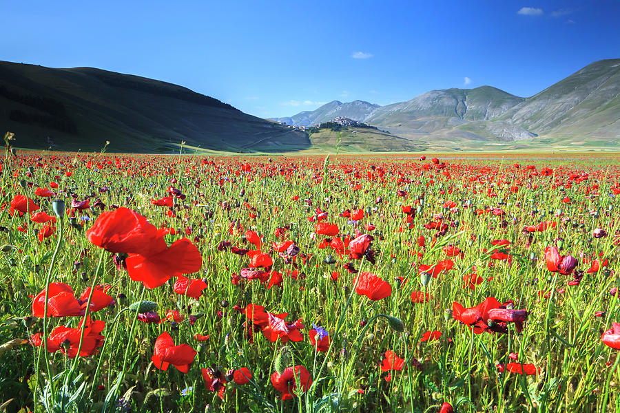 Nature Digital Art - Umbria, Poppies On Pian Grande, Italy by Maurizio Rellini