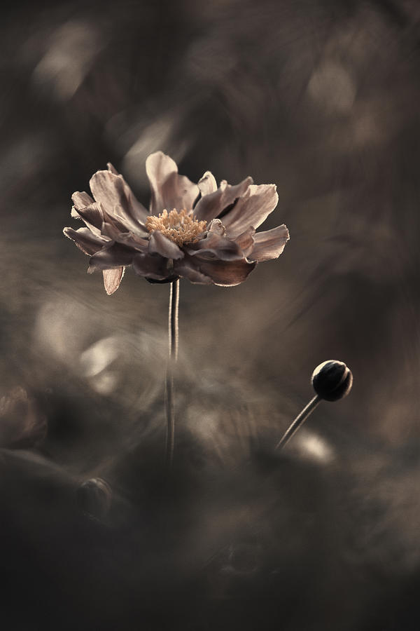 Flower Photograph - Un Prsent Et Un Futur Rvolus. Un Pass Prsent by Fabien Bravin